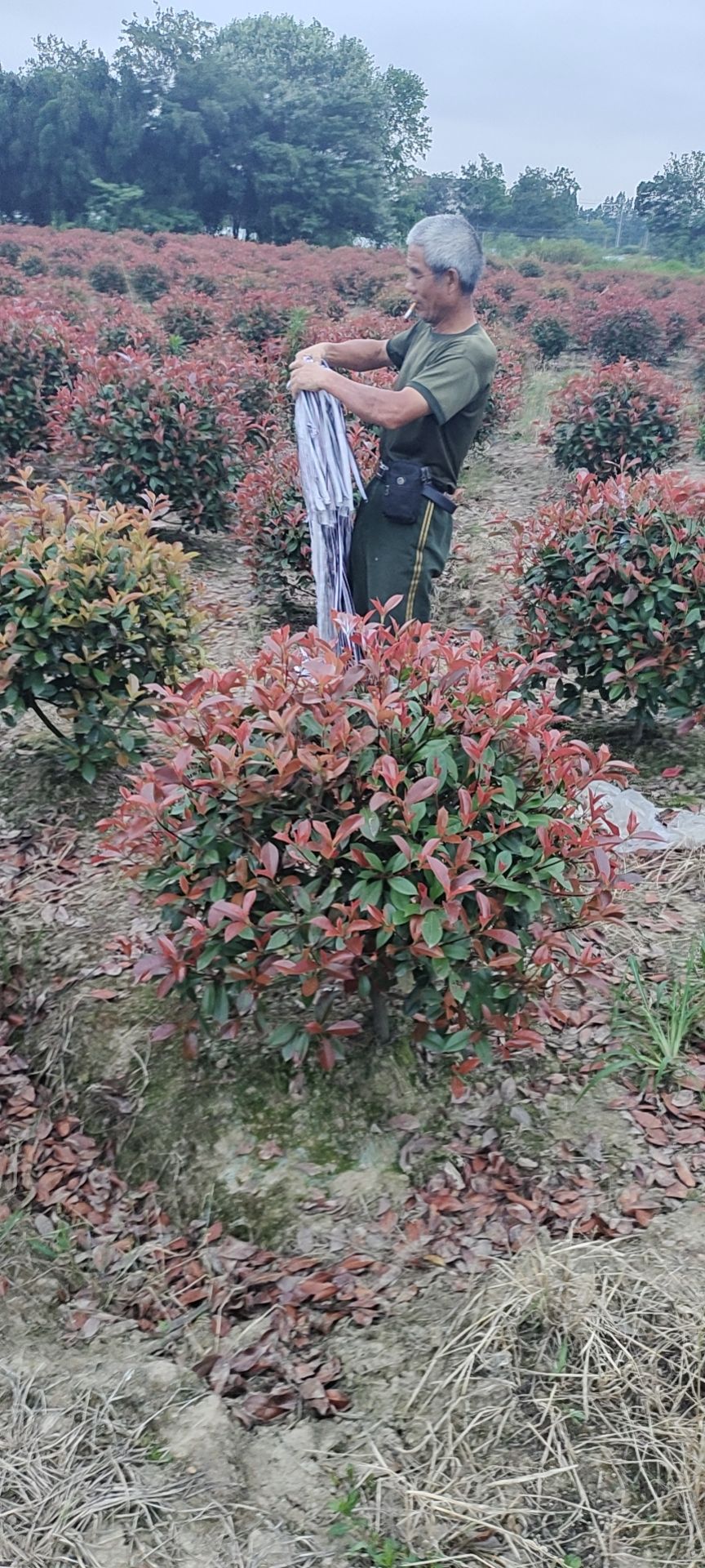 红叶石楠球