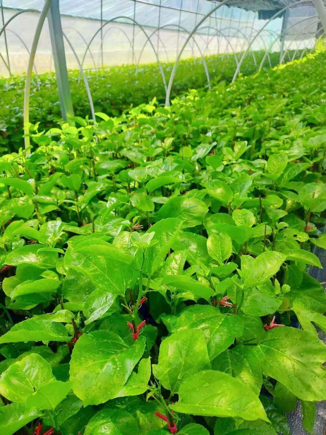 广西百香果苗产地直销常年供应