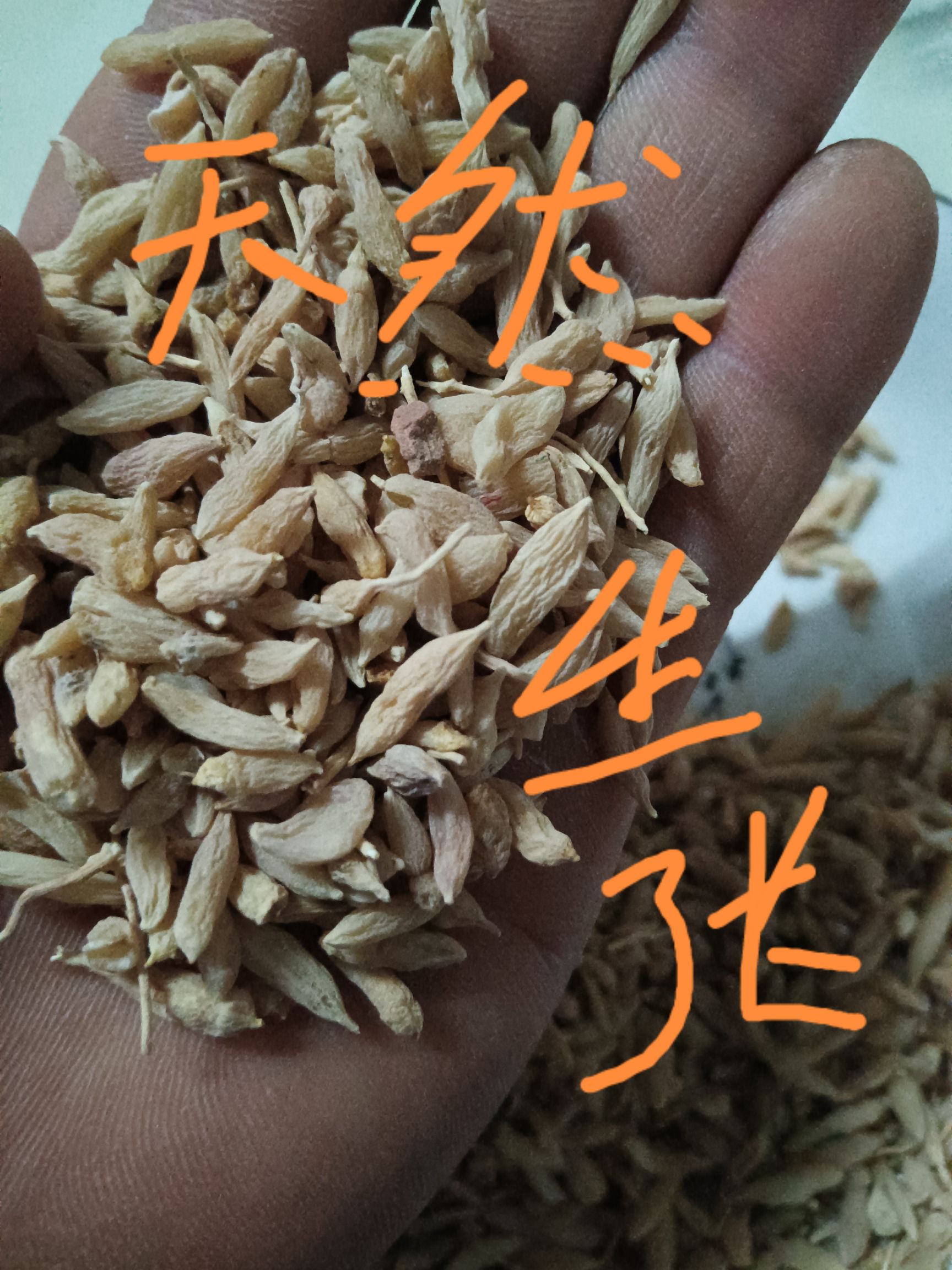 麦冬平原天然生长