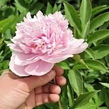 菏泽多花芍药  多色芍药苗及大颗