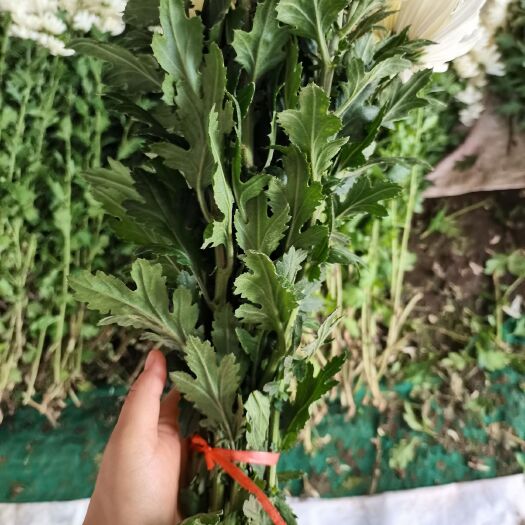 新沂市白菊 花头，杆子，叶片都特别好！