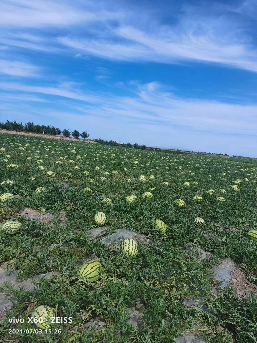 金城5号西瓜 需要的老板联系我，宁夏石头瓜
