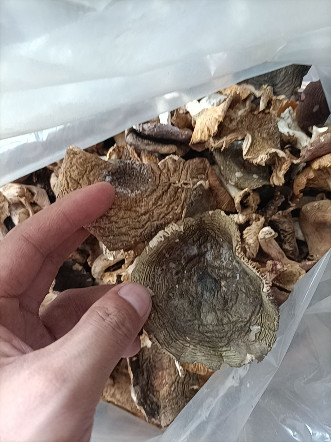 青头菌 梨菇干货，产地直发