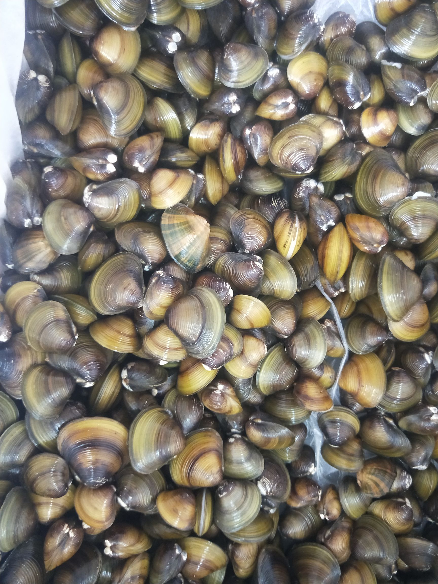 手工黄沙蚬，大货