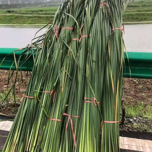 怀远县蒲苇 鲜蒲草