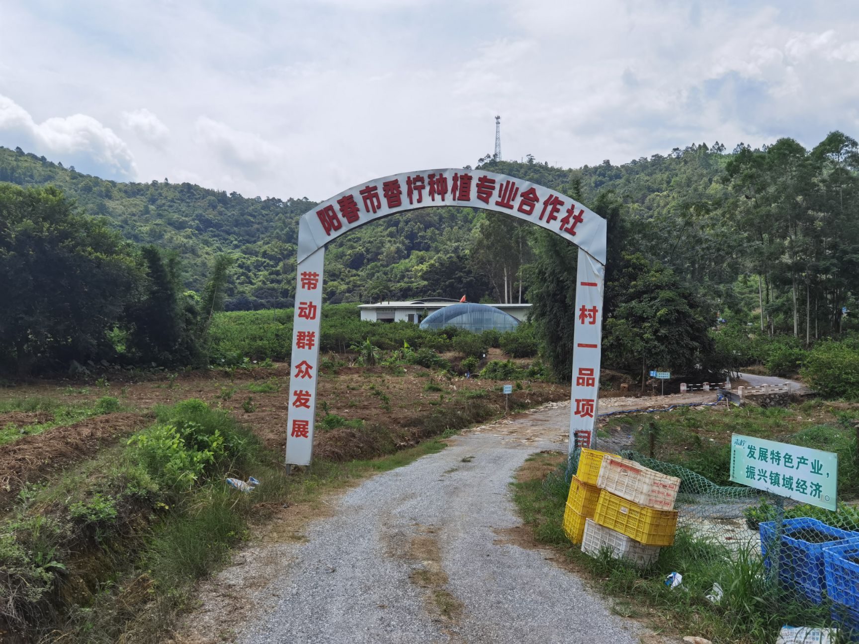 广东阳春香水柠檬五百多亩基地一年四季都有果！