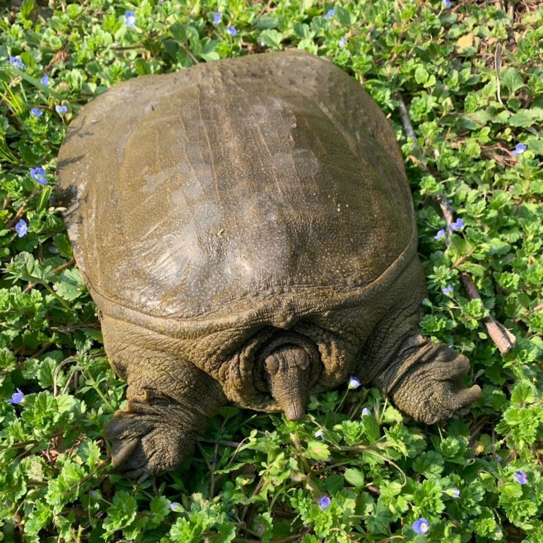 外塘公甲鱼鲜活食用活体新鲜王八水鱼中华老鳖海鲜甲鱼