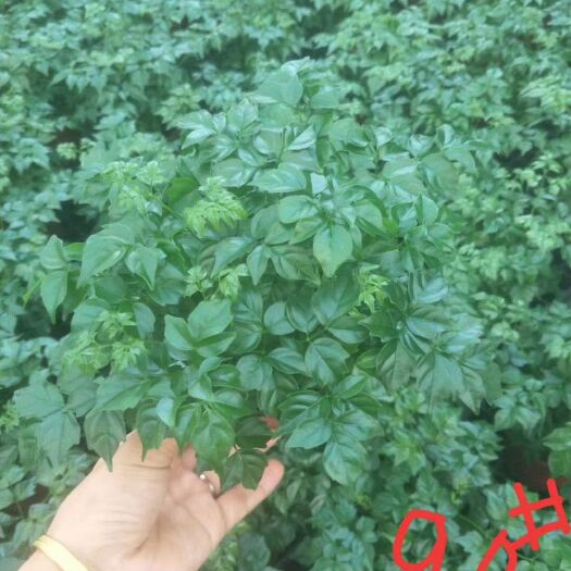 广州幸福树盆栽  幸福树室内盆栽基地直销当天下单当天发货厂家直销
