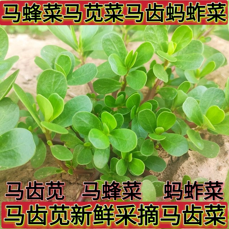 盐津县新鲜马齿苋马蜂菜五行草野生马苋菜现挖蚂蚱菜野菜长寿菜冰鲜包