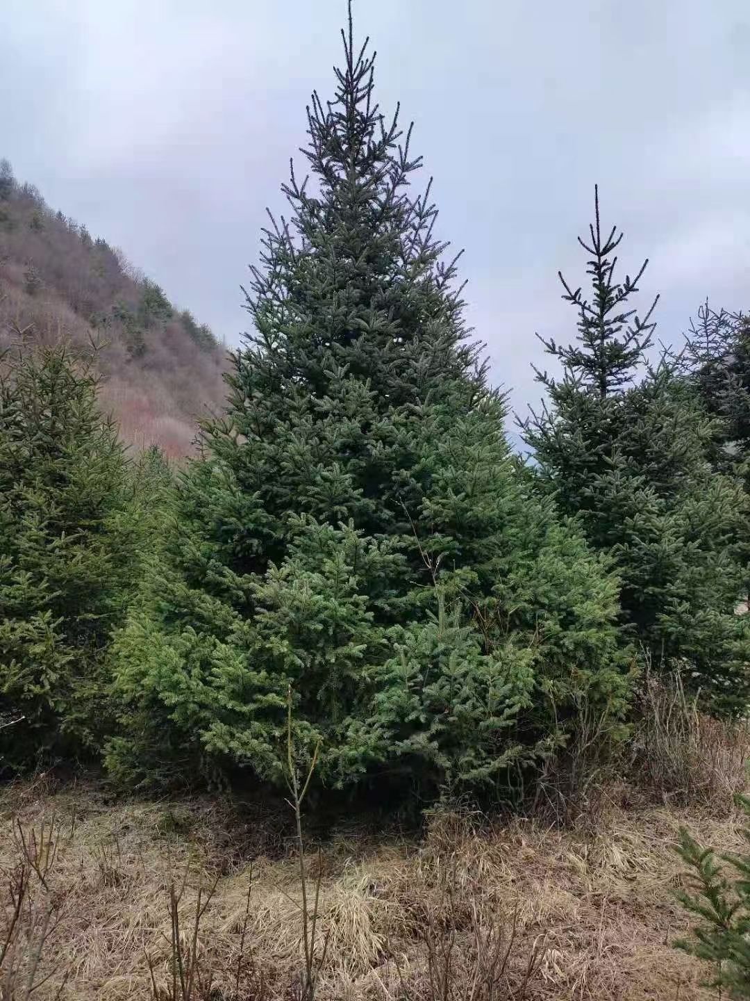 甘肃云杉，青海云杉，川西云杉6米7米8米9米10米