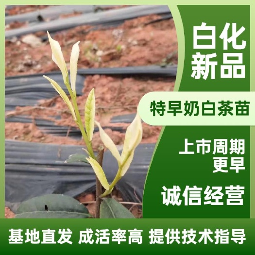 奶白茶树苗  特早奶白，奶白茶中的佼佼者