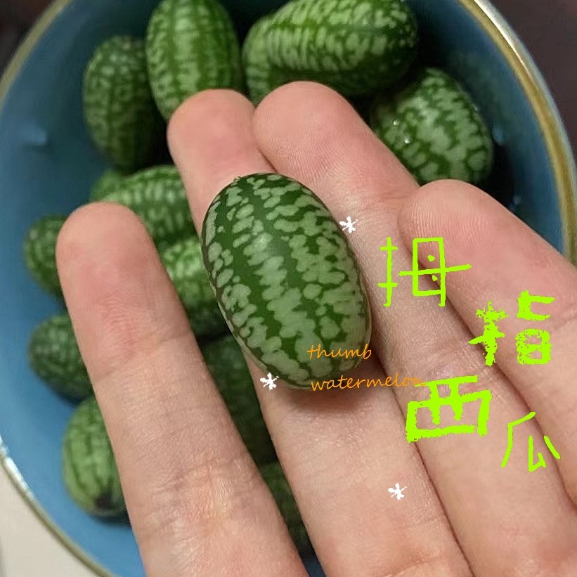 拇指西瓜 5斤 酒店特菜 顺丰包邮 每斤约有百枚果