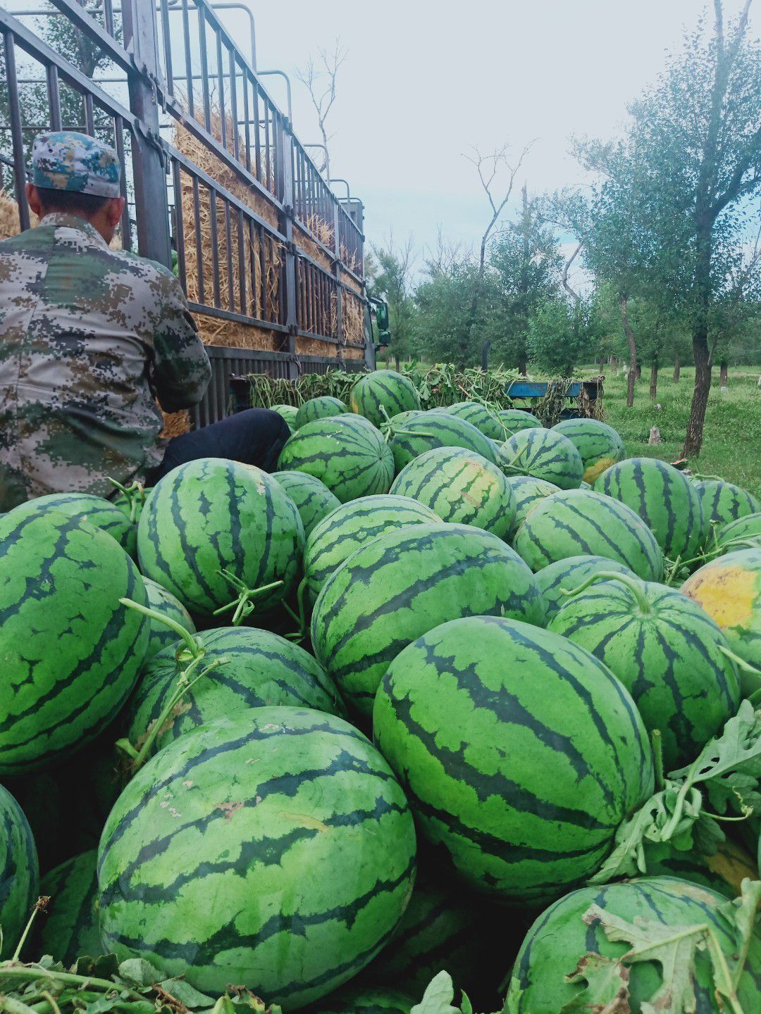 供吉林白城洮南安广乾安产区直供