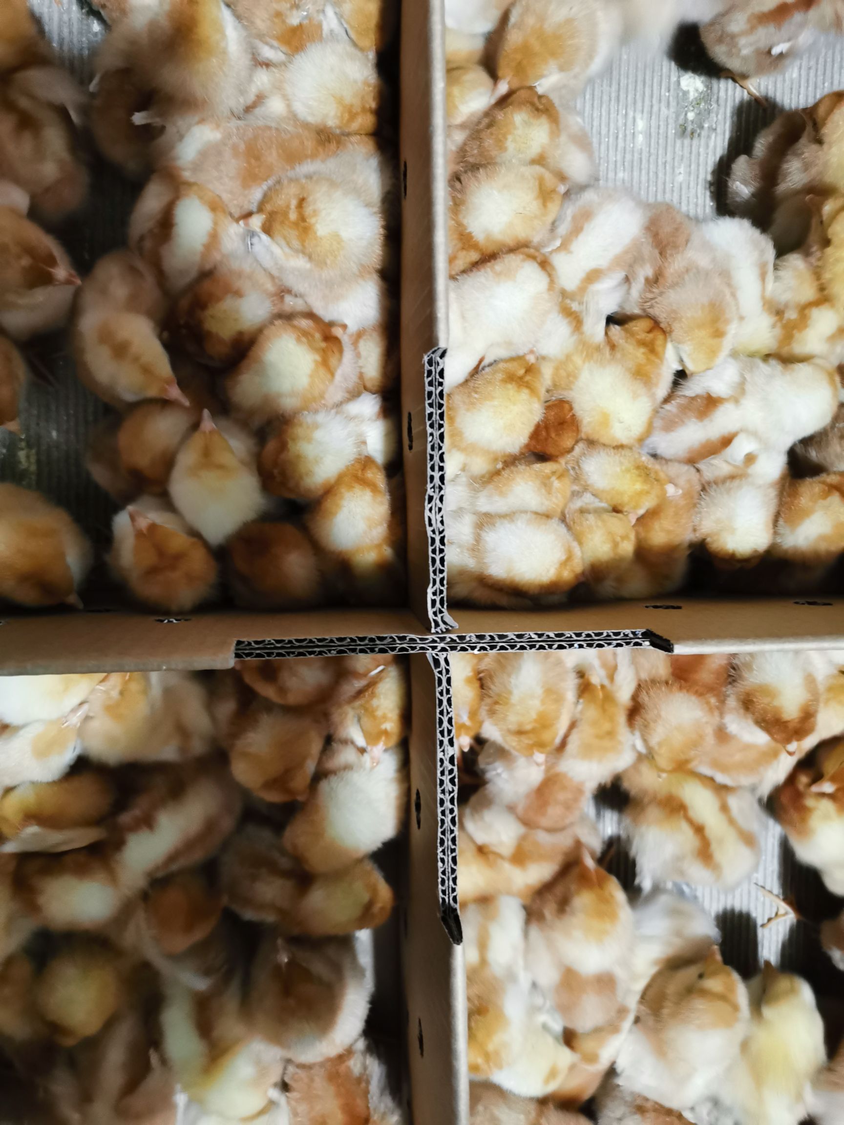 供应海兰褐蛋鸡苗多蛋鸡苗，打马立克疫苗