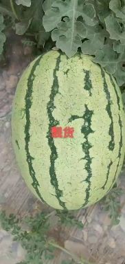 金花西瓜  石头缝里的硒砂瓜，个头大，口感好，耐运输，有需要提前联系我。