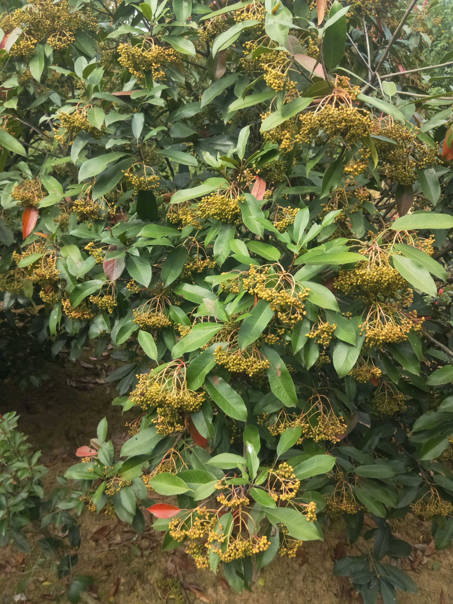 中华石楠，本石楠批量有货，规格齐全