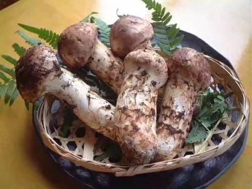 鲜松茸  松茸-基地-直采-直发/同时支持一件代发