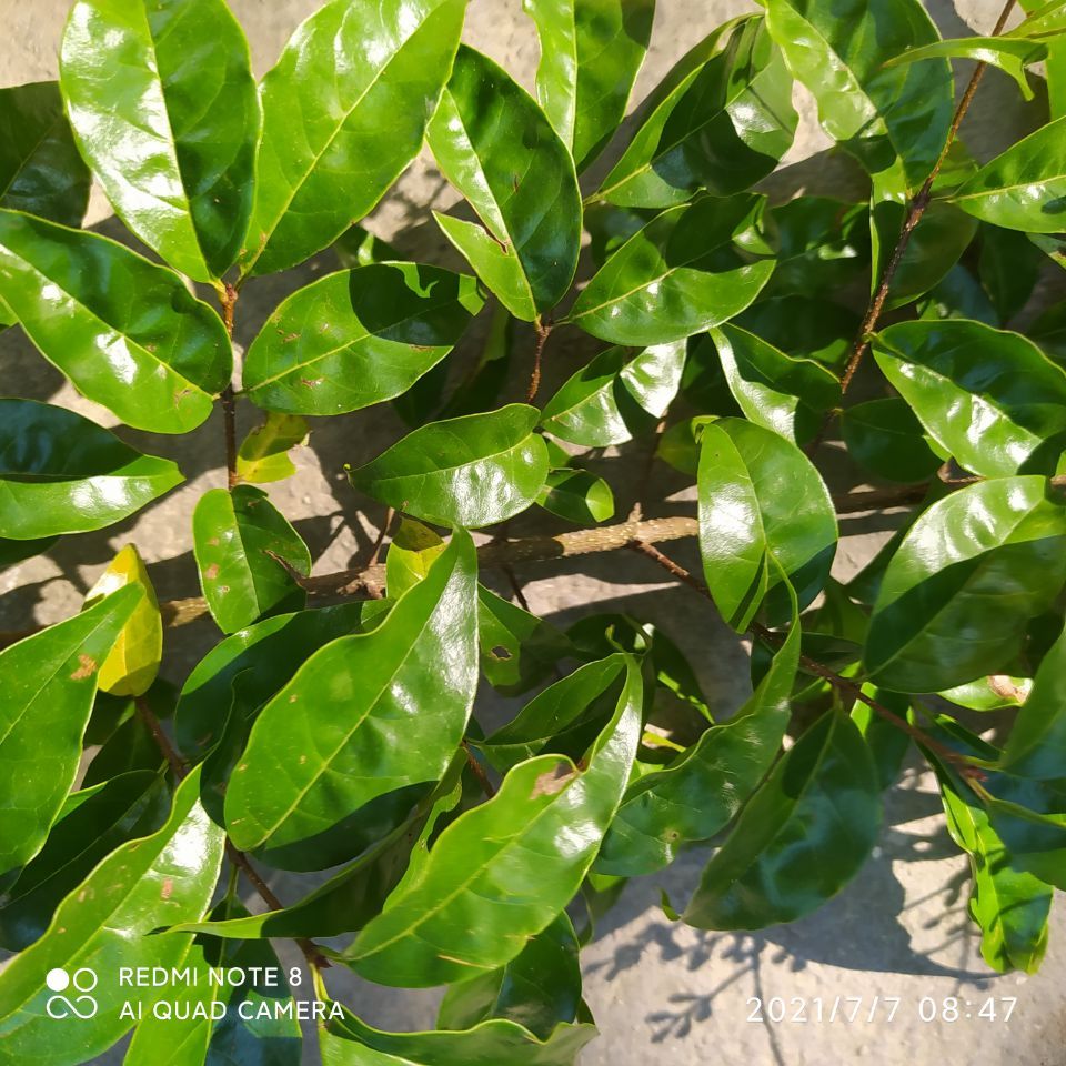 大山深处的苦丁茶  无污染 欢迎预订