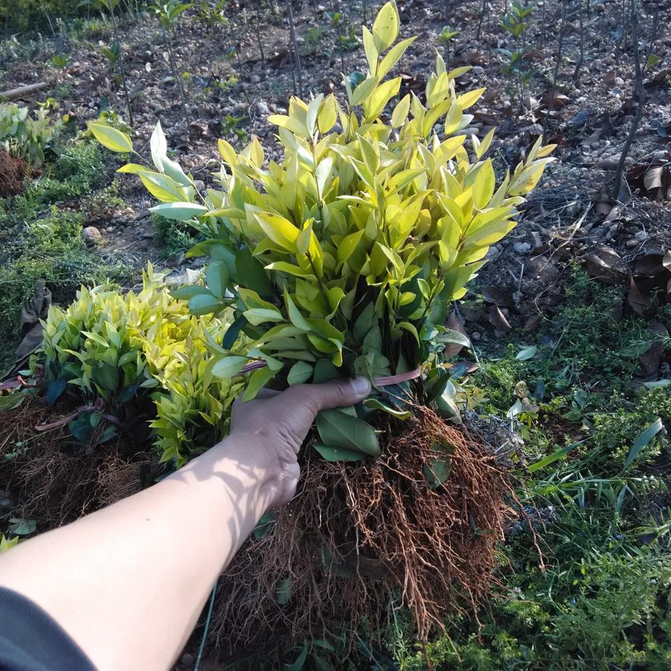 苗圃直销金森女贞金森女贞小苗 园林绿化篱笆苗【批发价包邮】