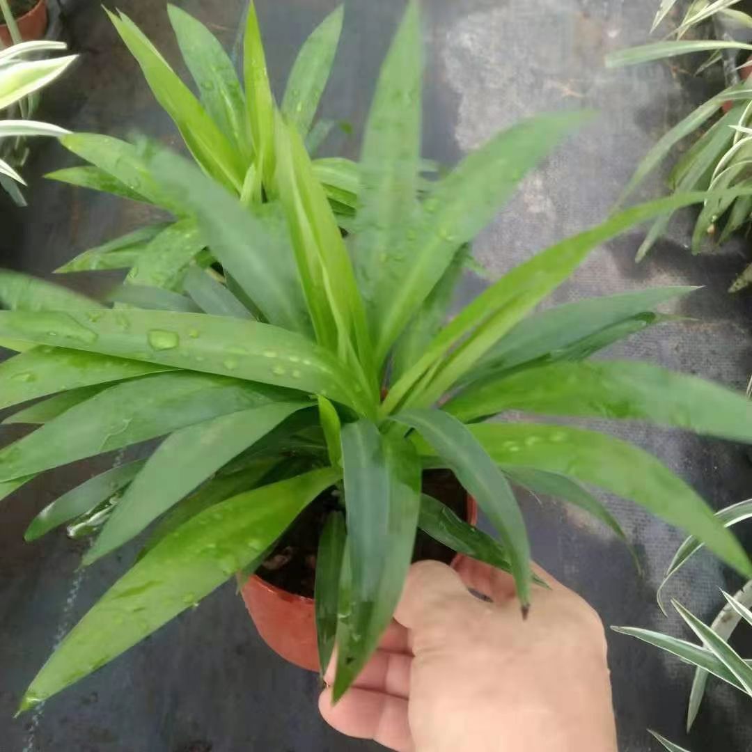 金边吊兰 金别吊兰厂家直销室内盆栽精品盆栽当天下单当天发货