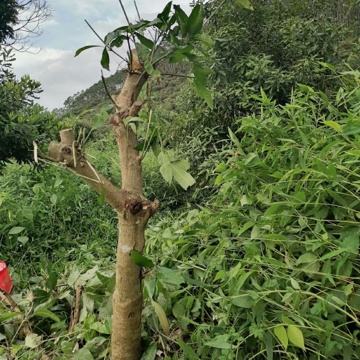 四会市凯特芒果苗  名优芒果，个头硕大，味道香甜，五年树龄，150元一棵，自提。