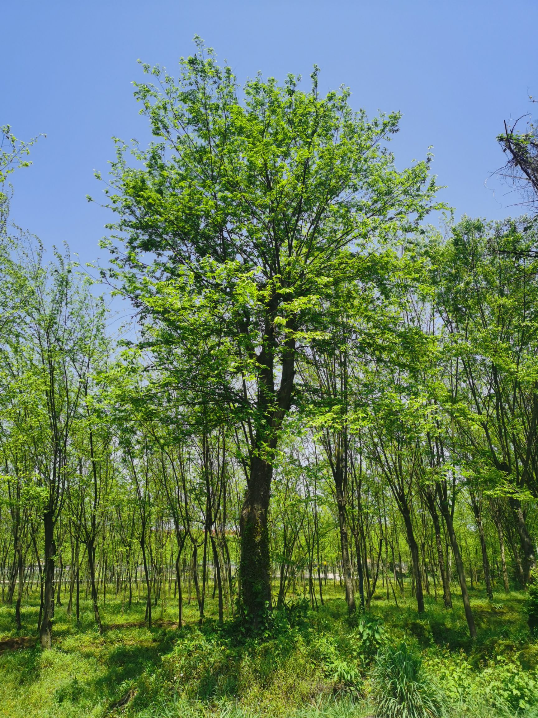 供应 青檀古桩盆景  百年青檀古树 青檀树