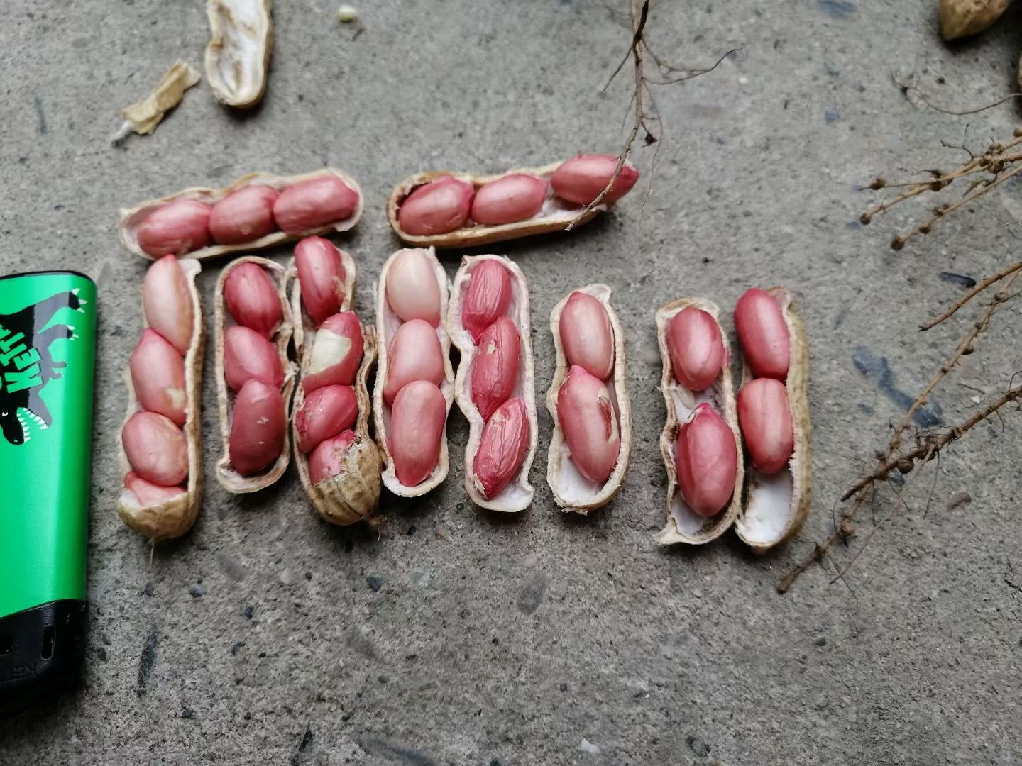 精品四粒红鲜花生，籽粒饱满，过筛子手选果，直供超市，市场