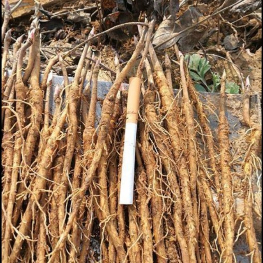 牡丹苗油用牡丹药用牡丹苗基地直供成活率高质量好