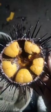 大连海胆 大连紫胆