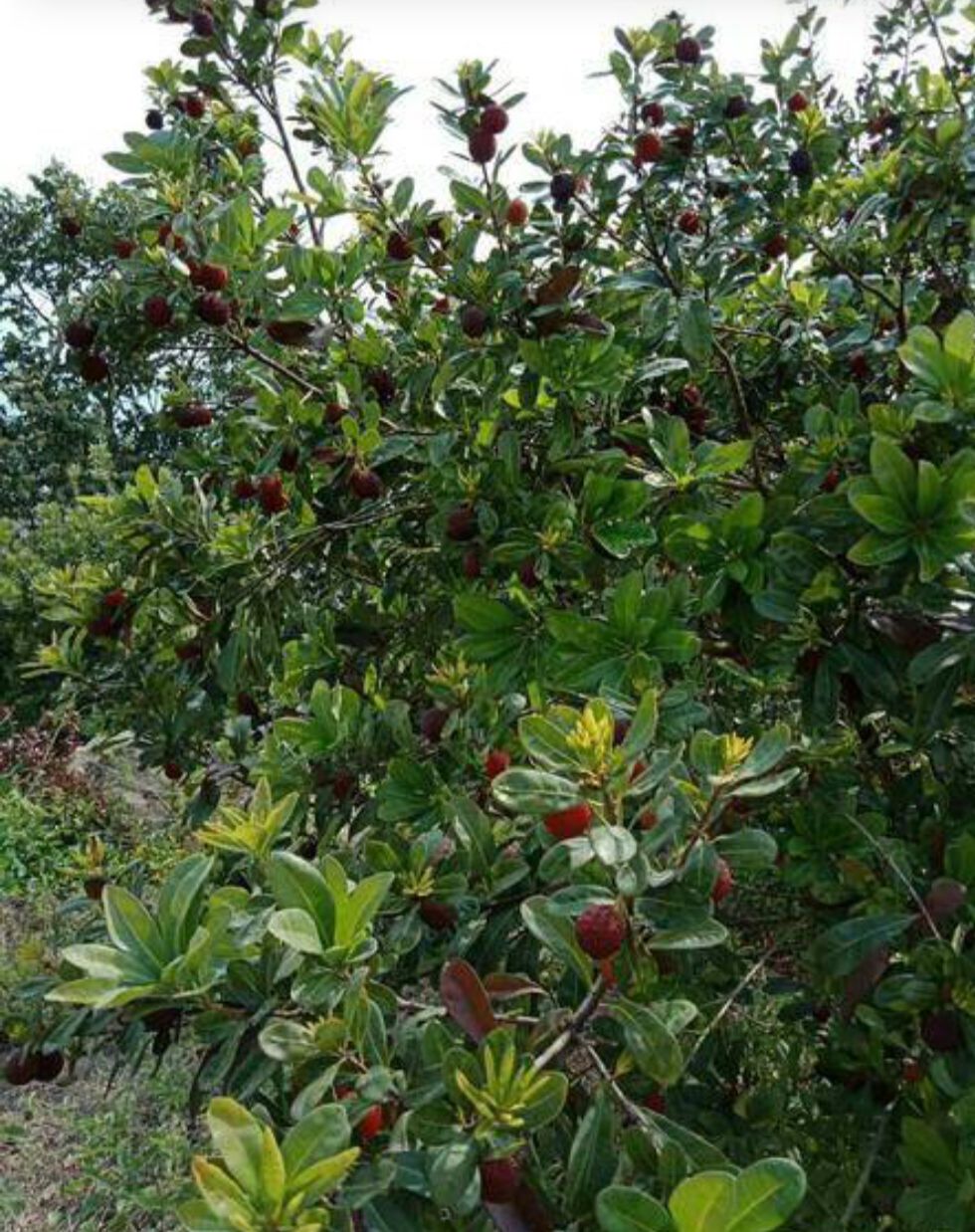 荸荠杨梅  余姚杨梅