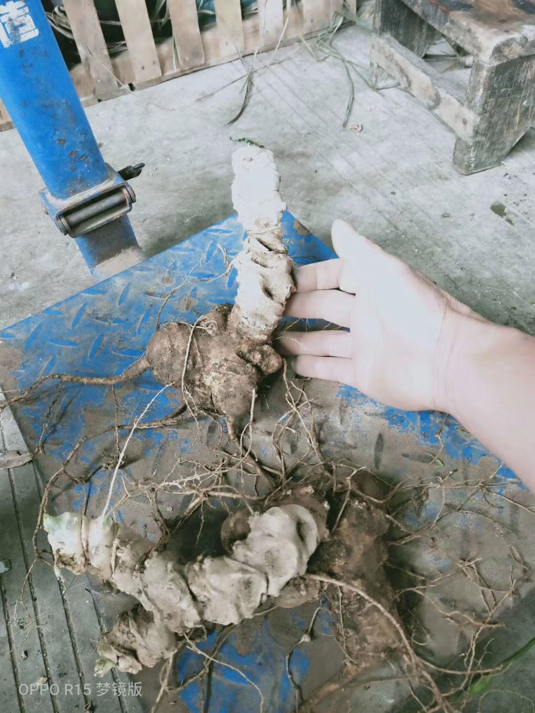 竹节参块茎