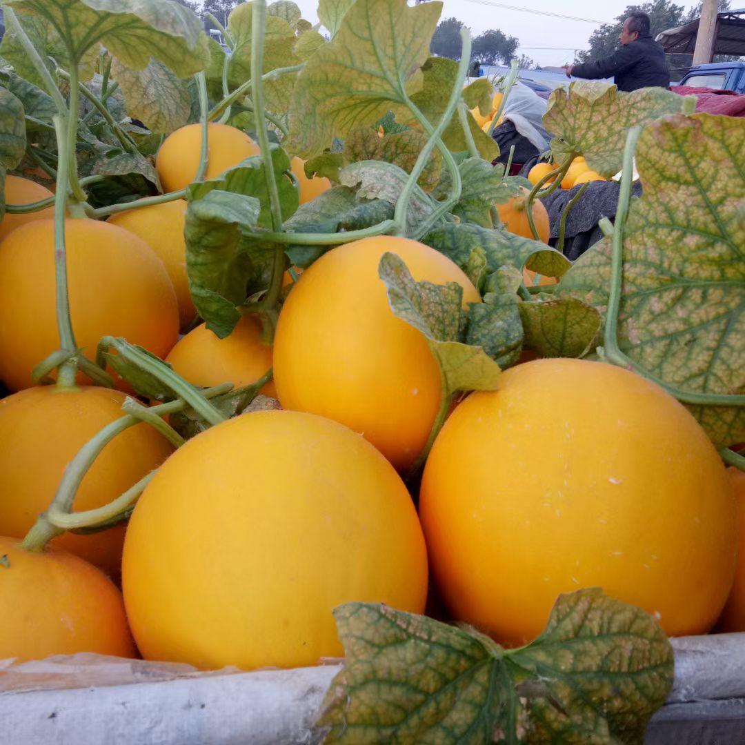 哈密瓜 山东省聊城市莘县