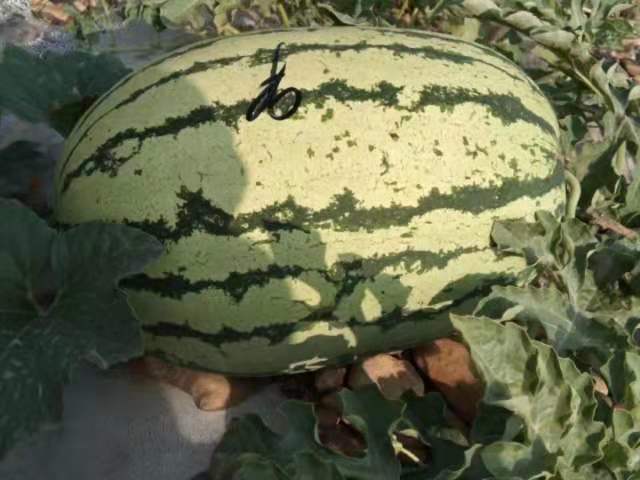 金花西瓜  石头缝里的硒砂瓜，个头大，口感好，耐运输，有需要提前联系我。