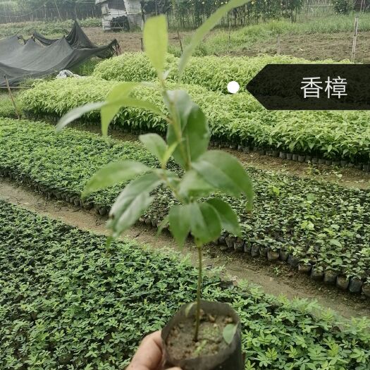 普宁市香樟