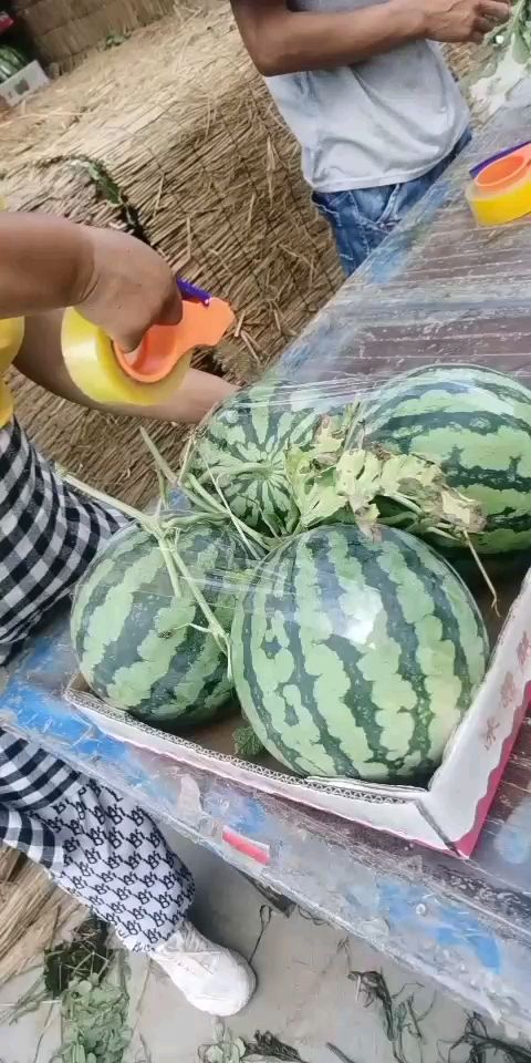 精品8424西瓜大量上市，质量好，价格低，货源充足，代发全国