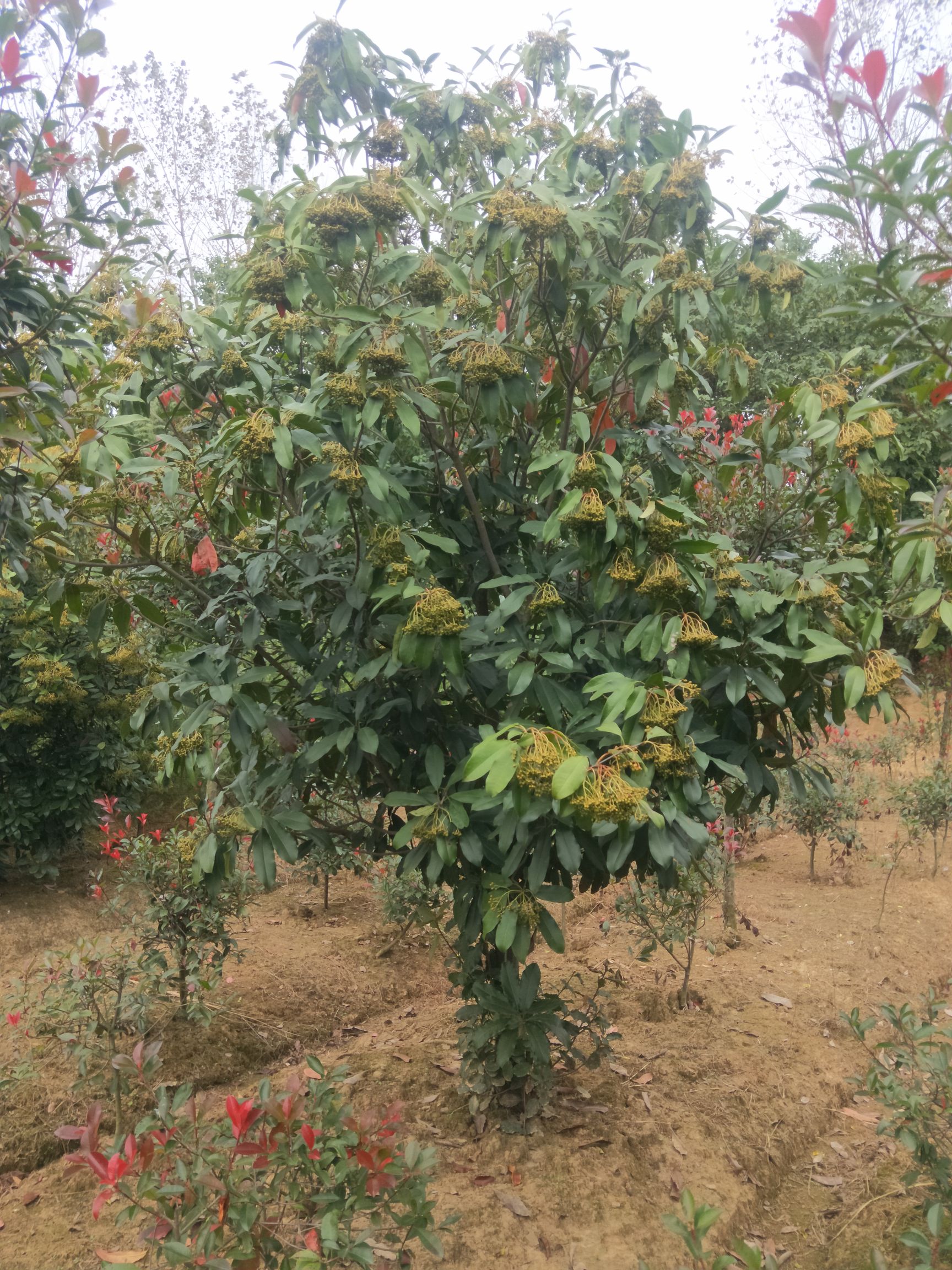 中华石楠，本石楠批量有货，规格齐全