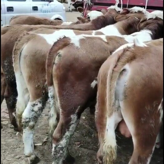 鲁甸县大架子西门塔尔牛，做过疫苗处理，吃口好