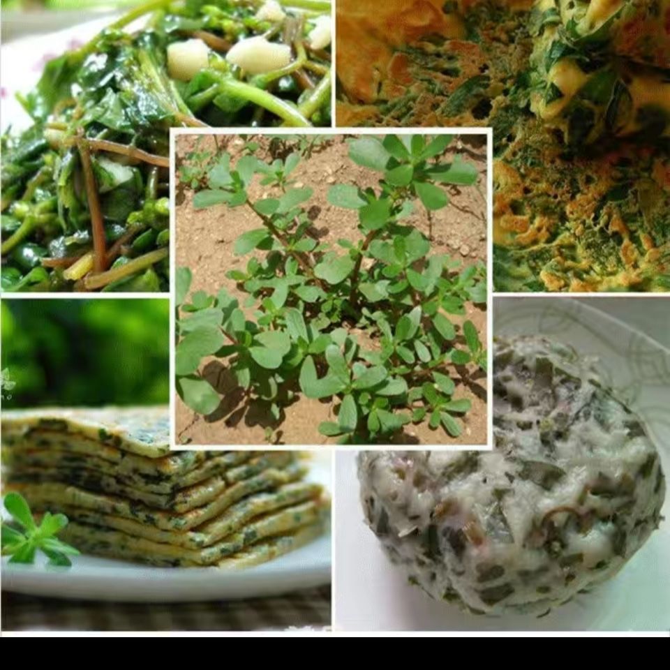 新鲜马齿苋马蜂菜五行草野生马苋菜现挖蚂蚱菜野菜长寿菜冰鲜包