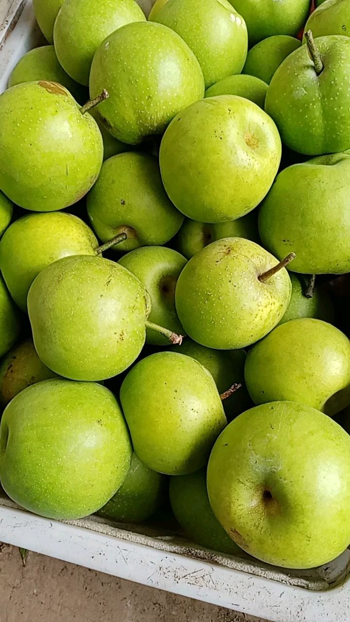  精品皇冠梨大量上市，质量好，价格低，货源充足，口感脆甜