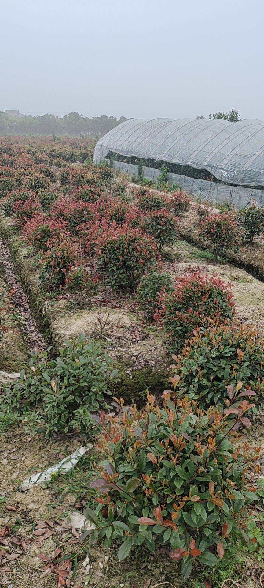  红叶石楠球