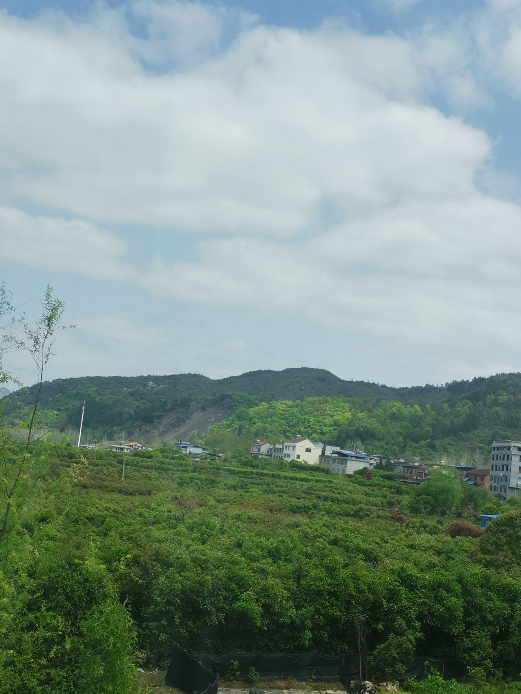 其它苗木  桂花树和鲜桂花