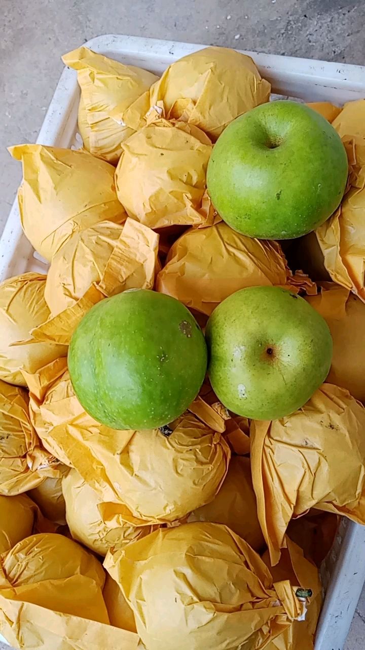  精品皇冠梨大量上市，质量好，价格低，货源充足，口感脆甜