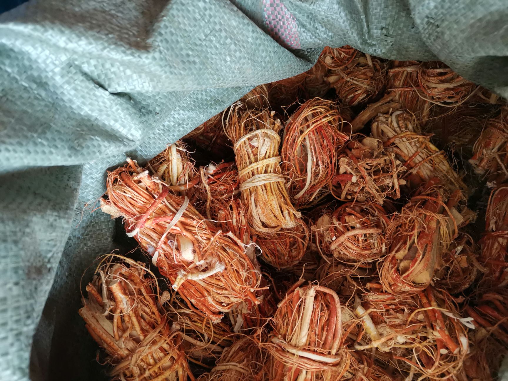 五指毛桃根 500克包邮五指牛奶 五爪龙 整扎捆广西药材煲汤