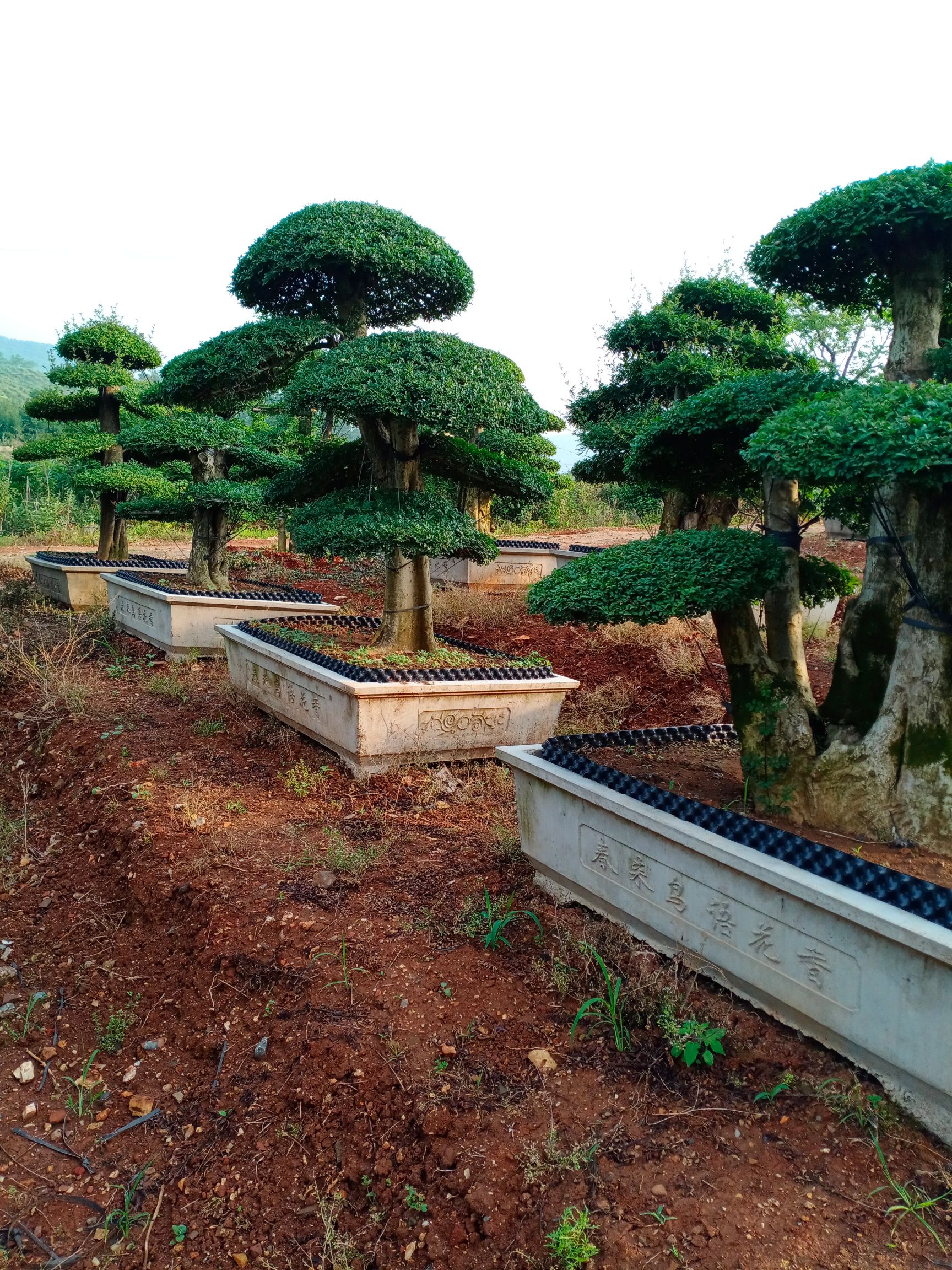 对节白蜡 对节白腊盆景