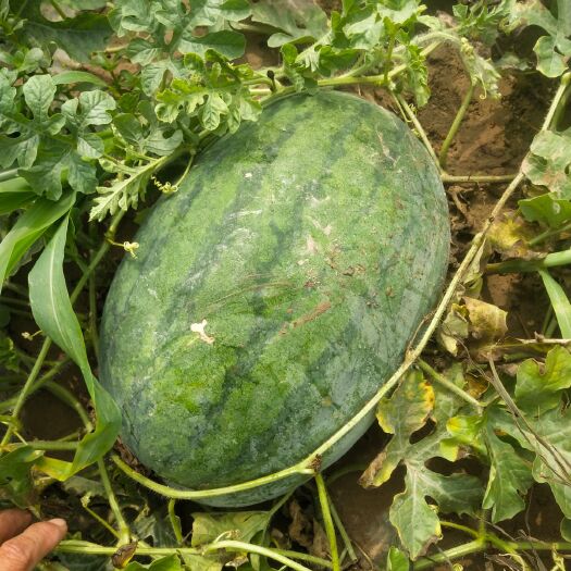 滨州西农西瓜 山东省滨州市沾化区 1茬 