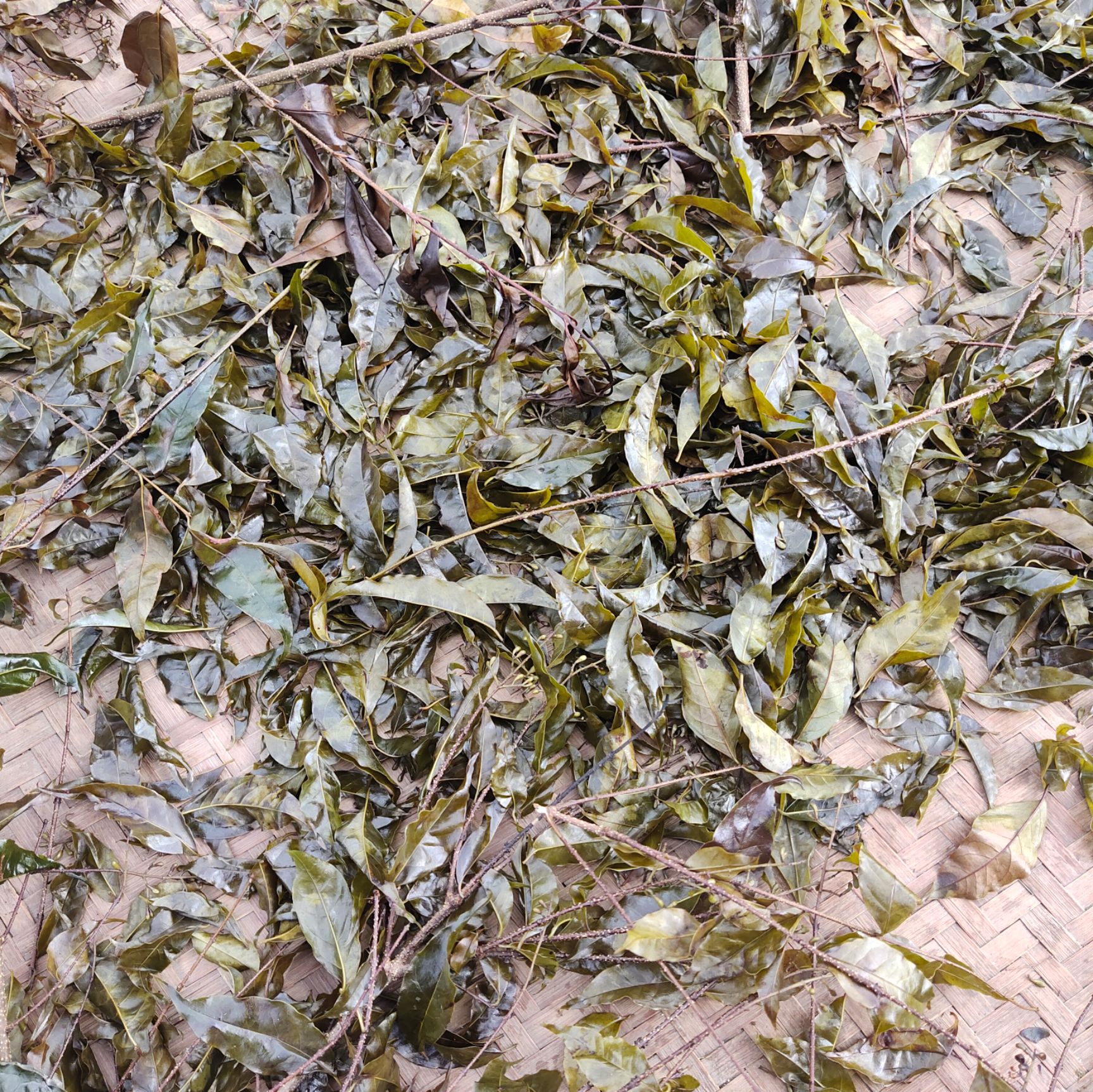 大山深处的苦丁茶  无污染 欢迎预订