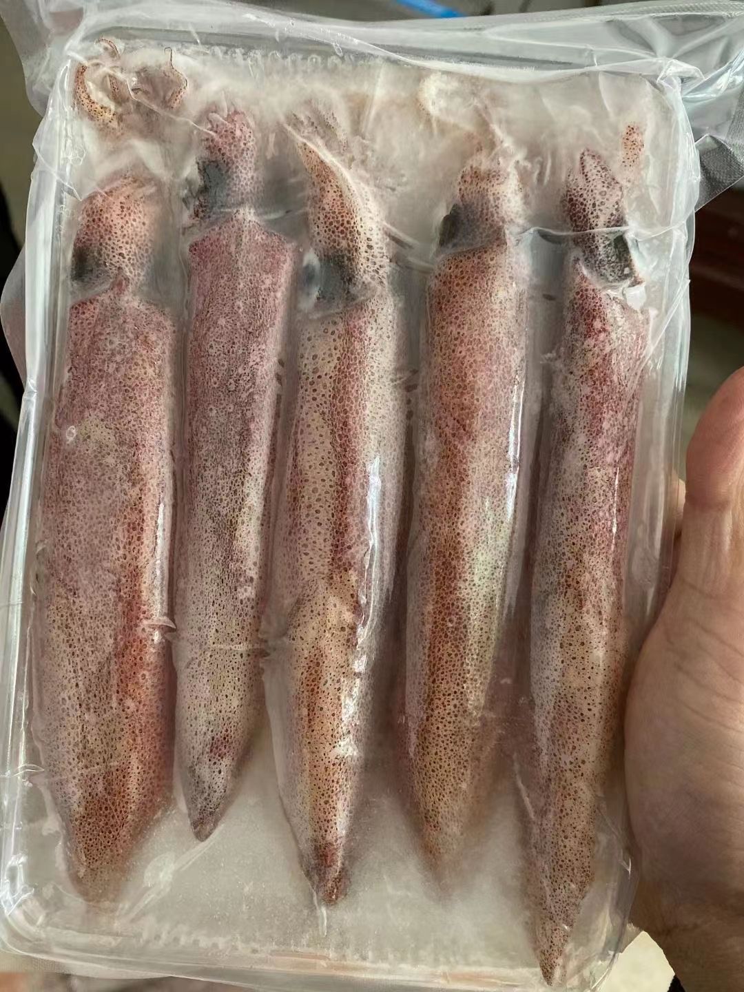 四号钓鱿鱼