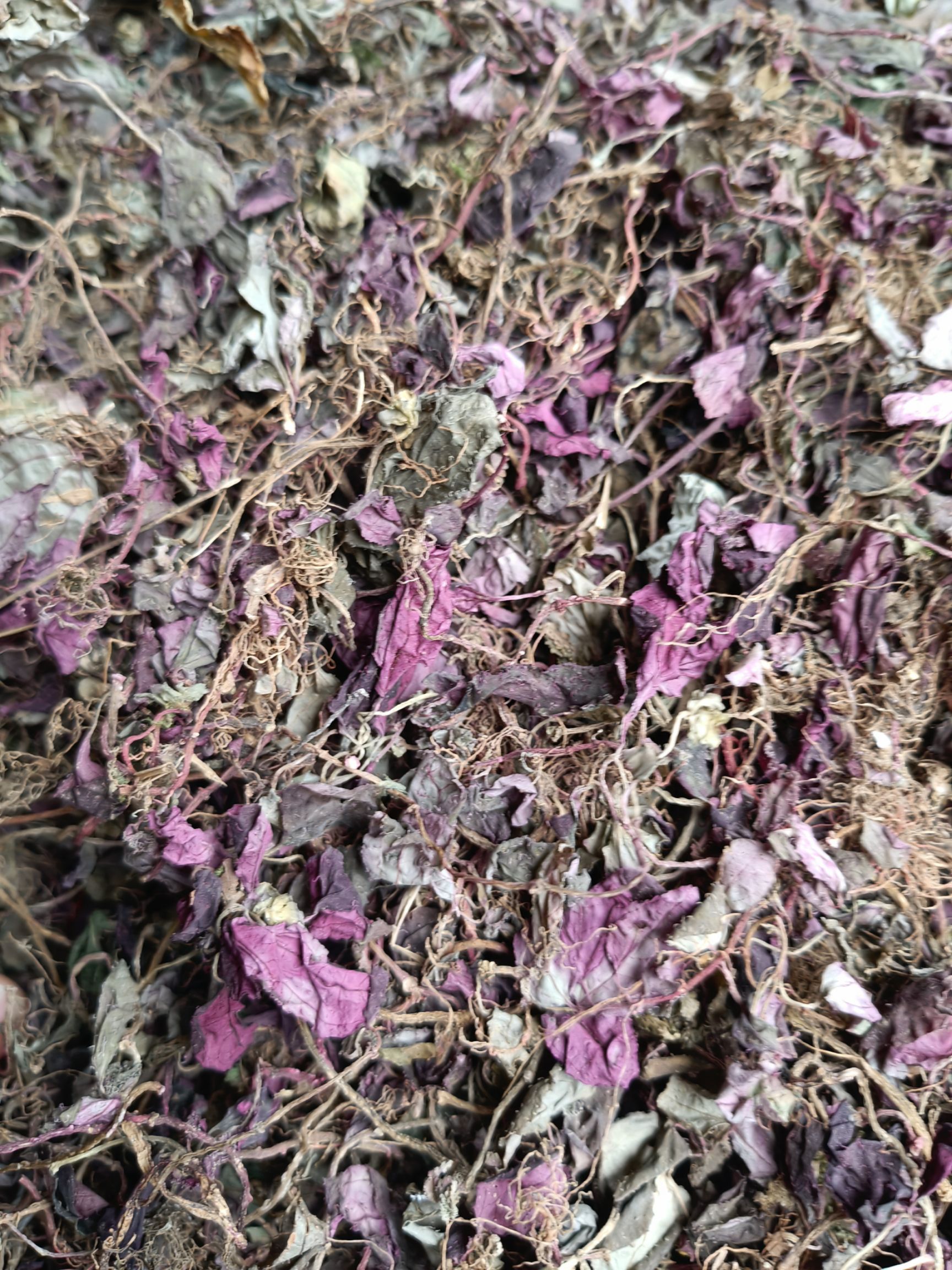 四川宜宾产地直供风柜斗草全草类中药材天然干草药材