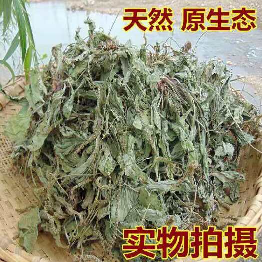 卢氏县车前草产区直供，大货小货均可