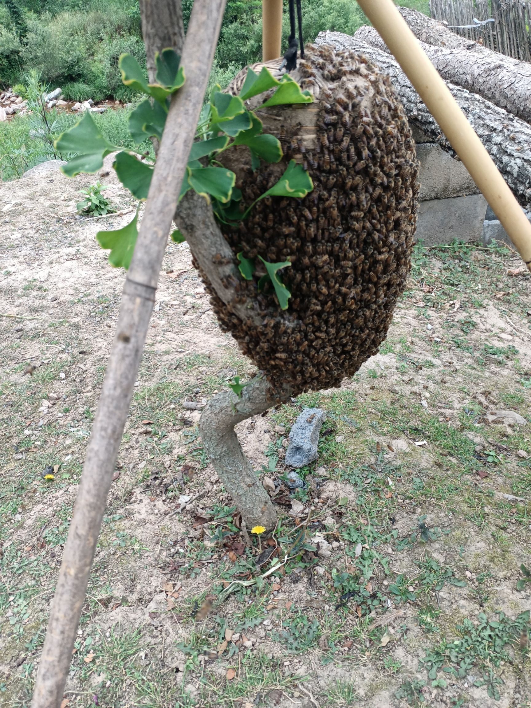 中华蜜蜂  秦岭深山中蜂群！健康旺盛群大！采蜜质量高！浓度丰！